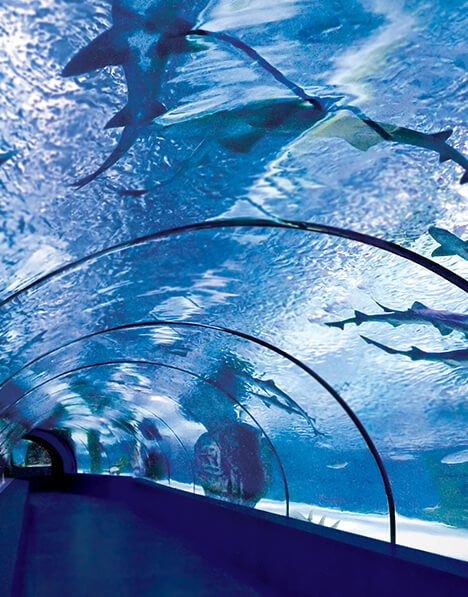 Antalya Aquarium Gelecek Etkinlikler